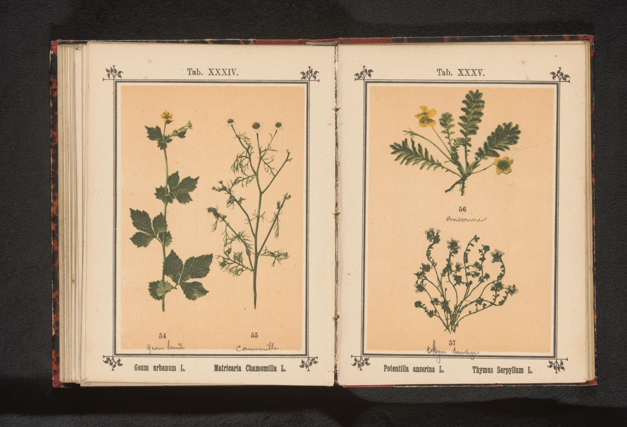 الثوم الأصفر والبابونج الحقيقي Geum Urbanum L. Matricaria Chamomilla L. (العنوان على الكائن) بواسطة مجهول