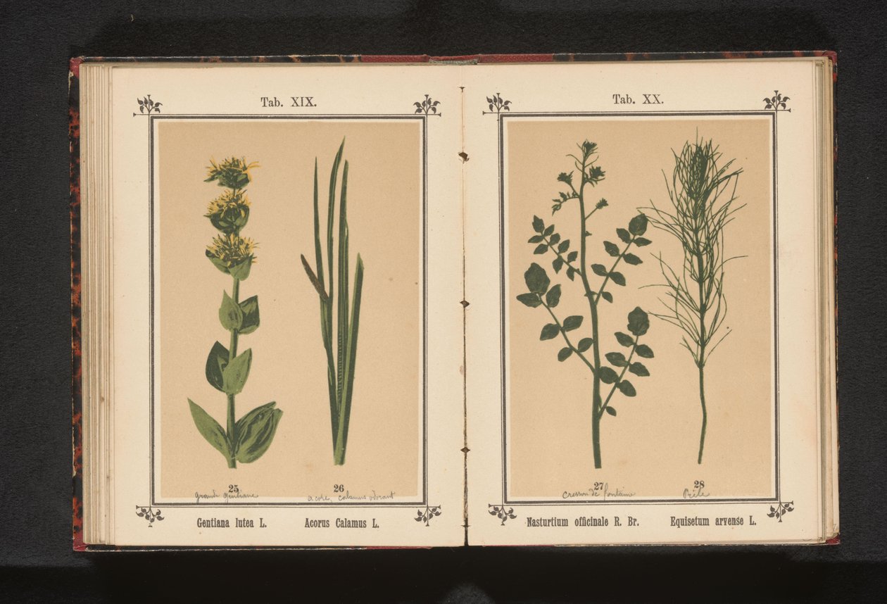 Gele gentiaan en kalmoes Gentiana lutea L. Acorus Calamus L. (العنوان على الجسم) بواسطة مجهول