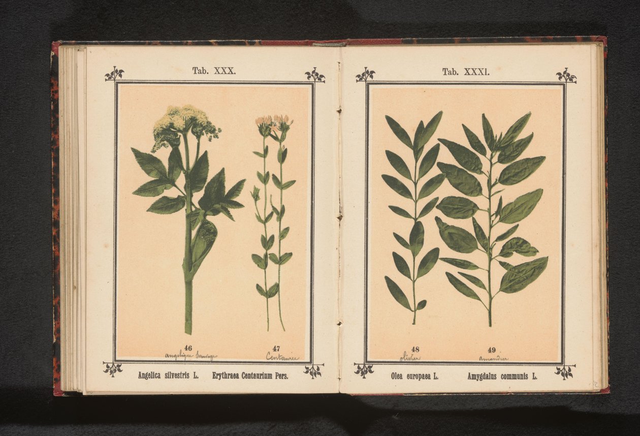 انجليكا المشتركة والقرنطور الحقيقية Angelica silvestris L. Erythraea Centaurium Pers (العنوان على الجسم) بواسطة مجهول