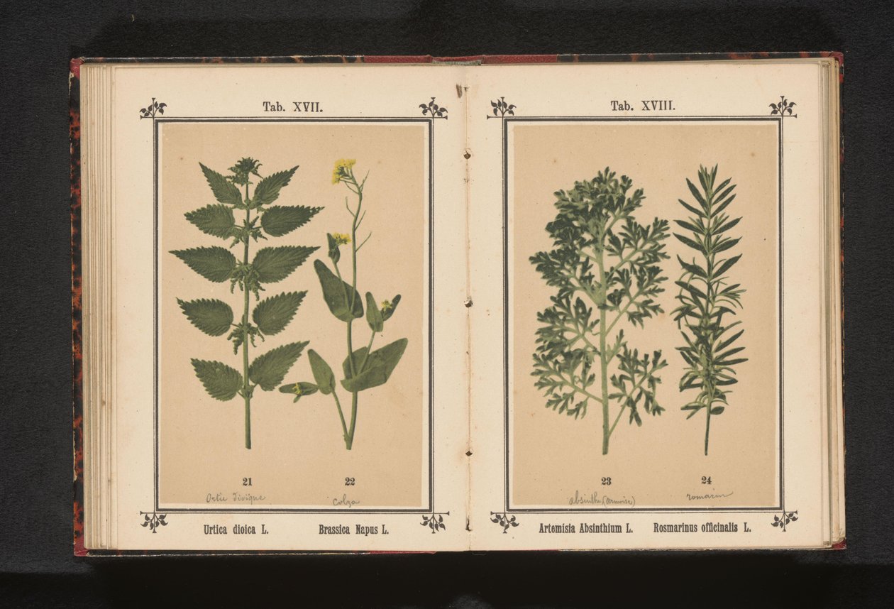 نبات القراص وبذور اللفت كبيرة Urtica dioica L. Brassica Napus L. (العنوان على الكائن) بواسطة مجهول