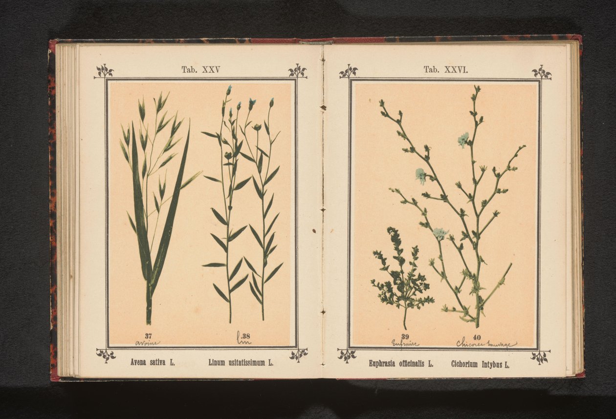 هافر أون فلاس Avena sativa L. Linum usitatissimum L. (العنوان على الكائن) بواسطة مجهول