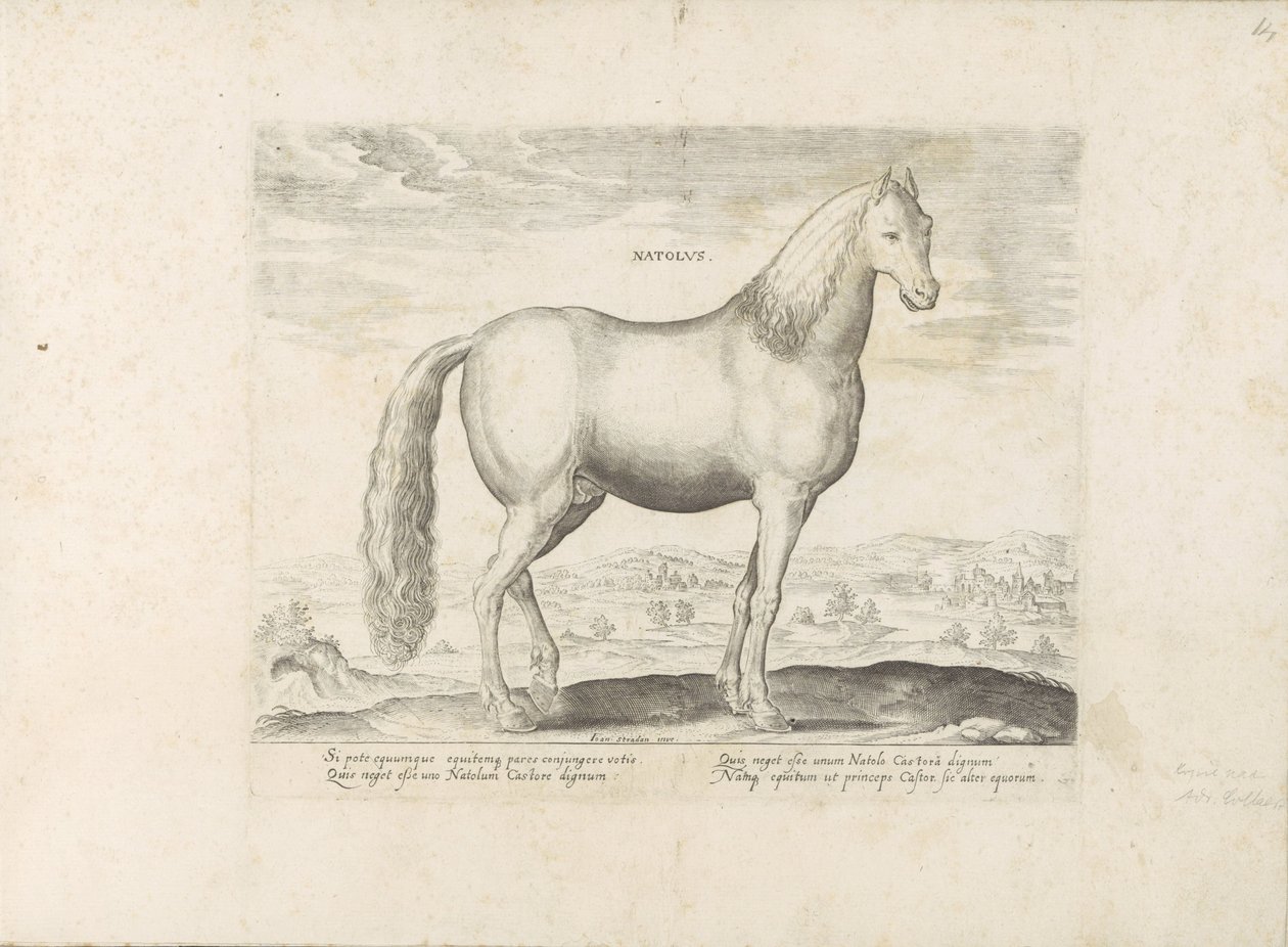 Hengst uit Anatolië ولد (العنوان على وجوه) Paardenrassen uit de Koninklijke stallen van Don Juan van Oostenrijk (عنوان المسلسل) الحصان الذي فيه جميع أنواع النبلاء: سلوك خيول متميز من مختلف أنحاء العالم مختار (...) (عنوان المسلسل على o بواسطة مجهول