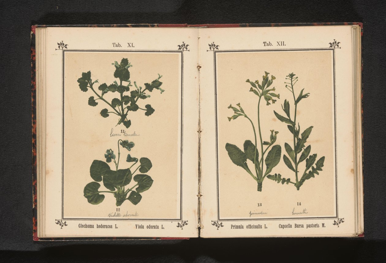هرولة الكلب وبنفسج مارس Glechoma hederacea L. Viola odorata L. (العنوان على الكائن) بواسطة مجهول