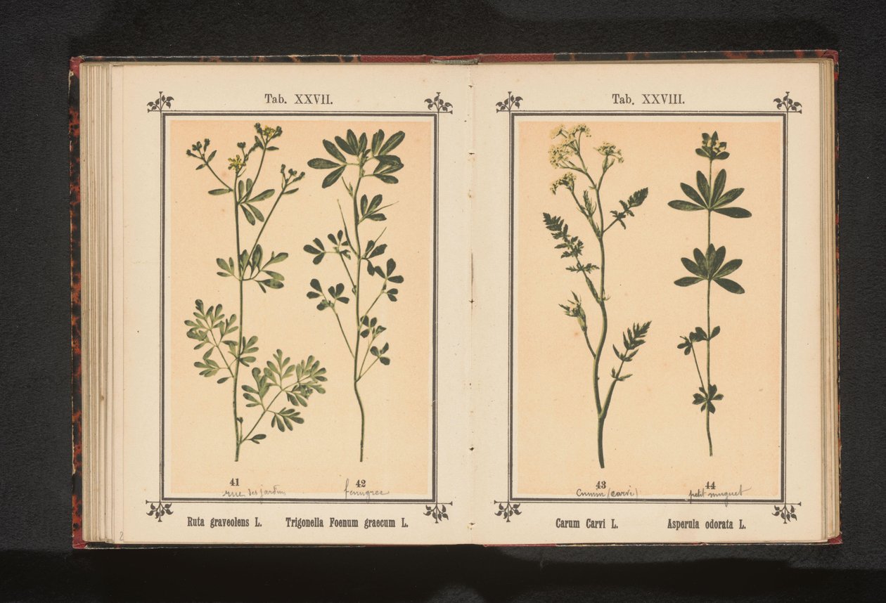 كرويج في ليفروويبدسترو Carum Carvi L. Asperula odorata L. (العنوان على الكائن) بواسطة مجهول