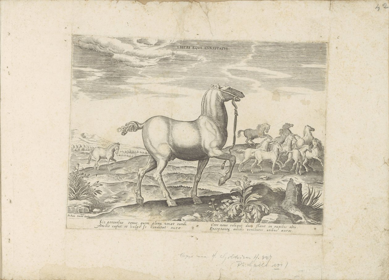 كودي وايلد باردين سباق الخيل للأطفال (العنوان على الكائن) Paardenrassen uit de Koninklijke stallen van Don Juan van Oostenrijk (عنوان المسلسل) حصان فيه جميع أنواع النبلاء: يتم اختياره من مختلف أنحاء العالم وتتميز بسلوك الخيول (...) بواسطة مجهول