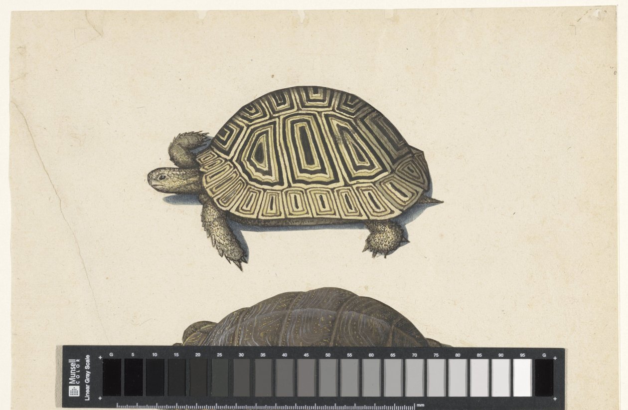 ألبوم Landschildpad Lombard (عنوان السلسلة) بواسطة مجهول