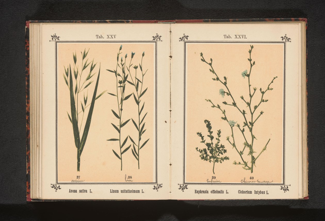 ييبرايت والهندباء البرية الحشيشة المخزنية L. Cichorium Intybus L. (العنوان على الكائن) بواسطة مجهول