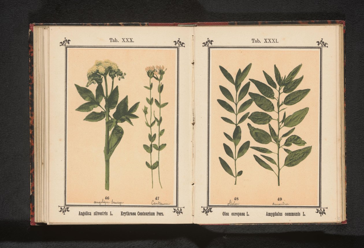 غصن زيتون وغصن لوز Olea europaea L. Amygdalus communis L. (العنوان على الكائن) بواسطة مجهول