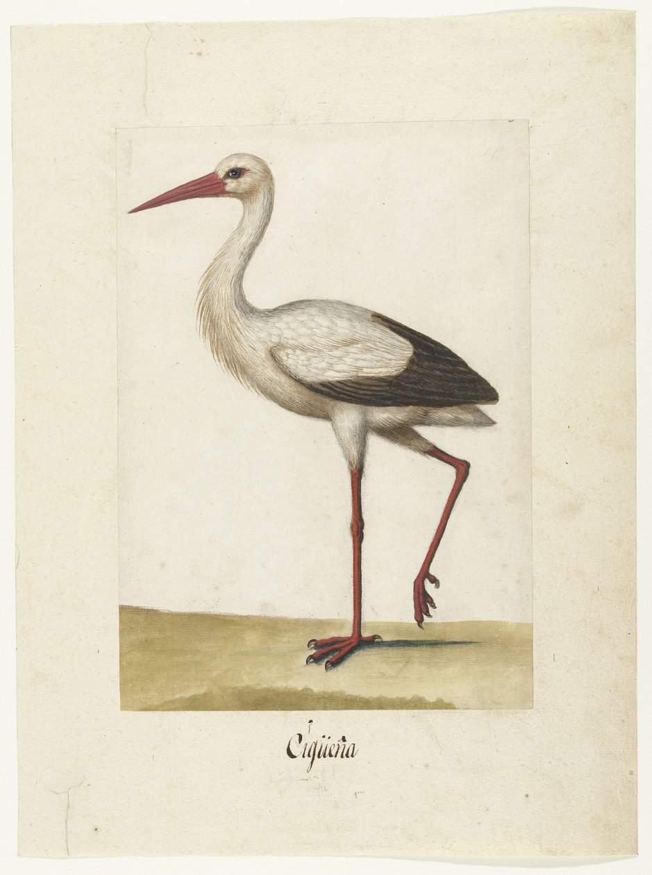 Ooievaar Cigüeña (عنوان على الكائن) ألبوم لومبارد (عنوان السلسلة) بواسطة مجهول