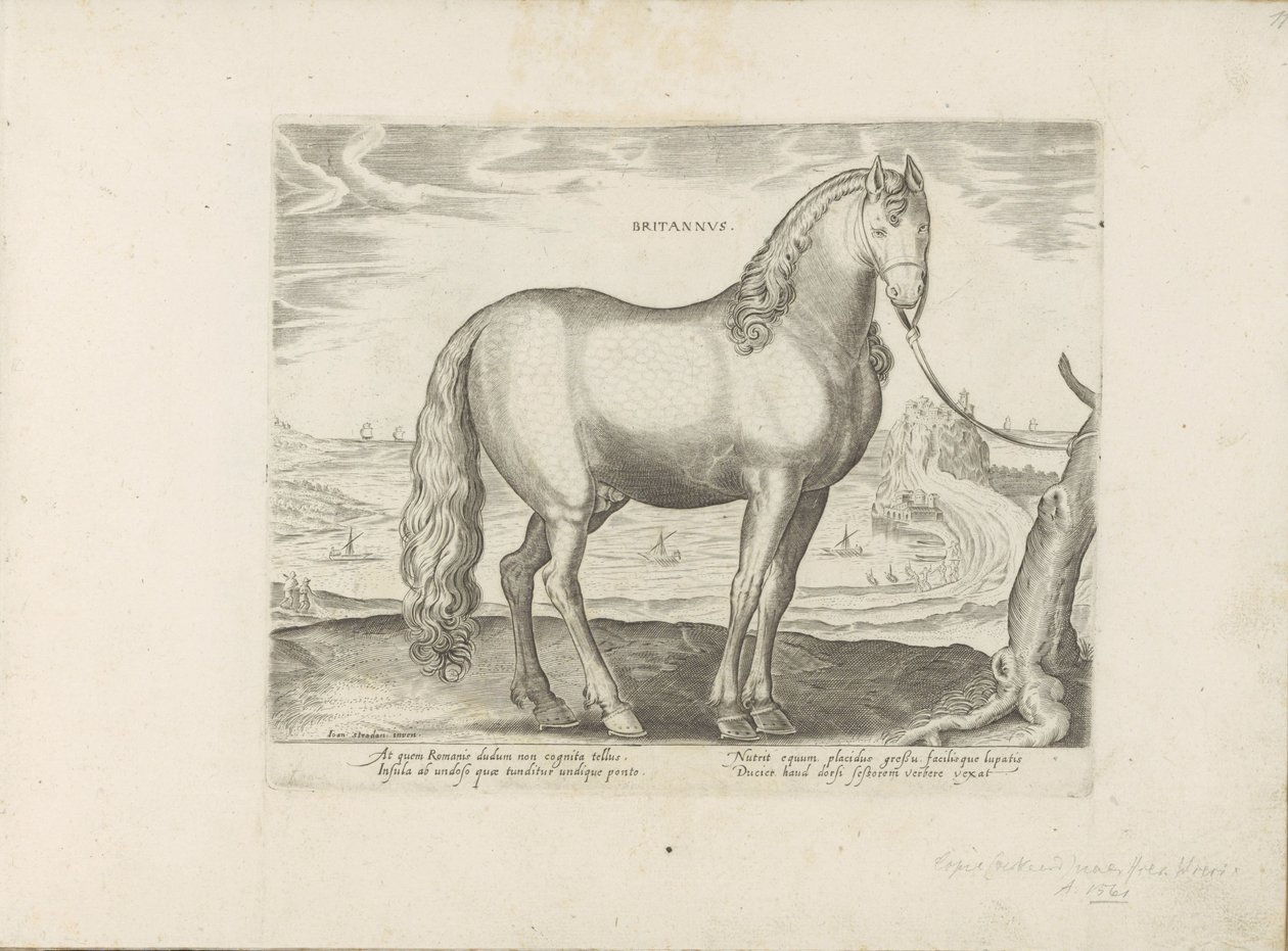 Paard uit Bretagne (Brittanus) Britannus (العنوان على الكائن) Paardrassen uit de Koninklijke stallen van Don Juan van Oostenrijk (عنوان السلسلة) الحصان ، حيث يتم اختيار كل نوع من النبلاء: سلوك خيول متميز من أجزاء مختلفة من العالم (. ..) بواسطة مجهول