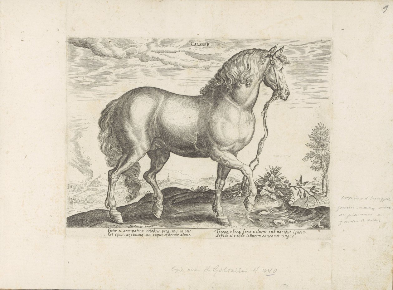 Paard uit كالابريا كالابار (العنوان على الكائن) Paardenrassen uit de Koninklijke stallen van Don Juan van Oostenrijk (عنوان المسلسل) الحصان الذي فيه جميع أنواع النبلاء: تم اختيار سلوك خيول متميز من مختلف بقاع العالم (...) (عنوان المسلسل على ob بواسطة مجهول
