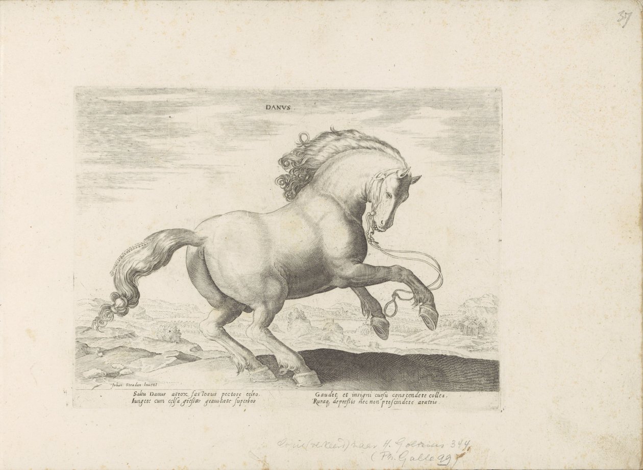 Paard uit Denemarken Danus (العنوان على الكائن) Paardrassen uit de Koninklijke stallen van Don Juan van Oostenrijk (عنوان السلسلة) الحصان ، الذي فيه كل سلالة نبيلة: سلوك الخيول المختارة من أجزاء مختلفة من العالم (...) ( عنوان المسلسل على ob بواسطة مجهول