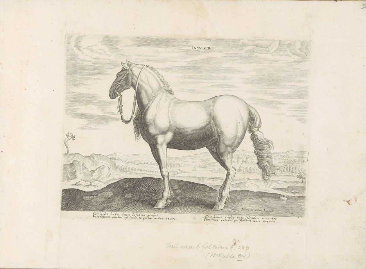 Paard uit Noord-Italië Insuber (العنوان على الكائن) Paardenrassen uit de Koninklijke stallen van Don Juan van Oostenrijk (عنوان المسلسل) الحصان الذي فيه كل أنواع النبلاء: سلوك خيول متميز من مختلف بقاع العالم مختار (...) (عنوان المسلسل س) بواسطة مجهول