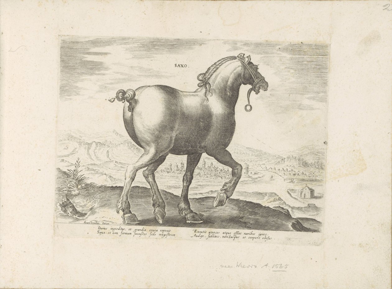 Paard uit Saksen ساكسو (العنوان على الكائن) Paardenrassen uit de Koninklijke stallen van Don Juan van Oostenrijk (عنوان المسلسل) الحصان الذي فيه جميع أنواع النبلاء: اختيار سلوك خيول متميز من مختلف أنحاء العالم (...) (عنوان السلسلة على الكائن) بواسطة مجهول