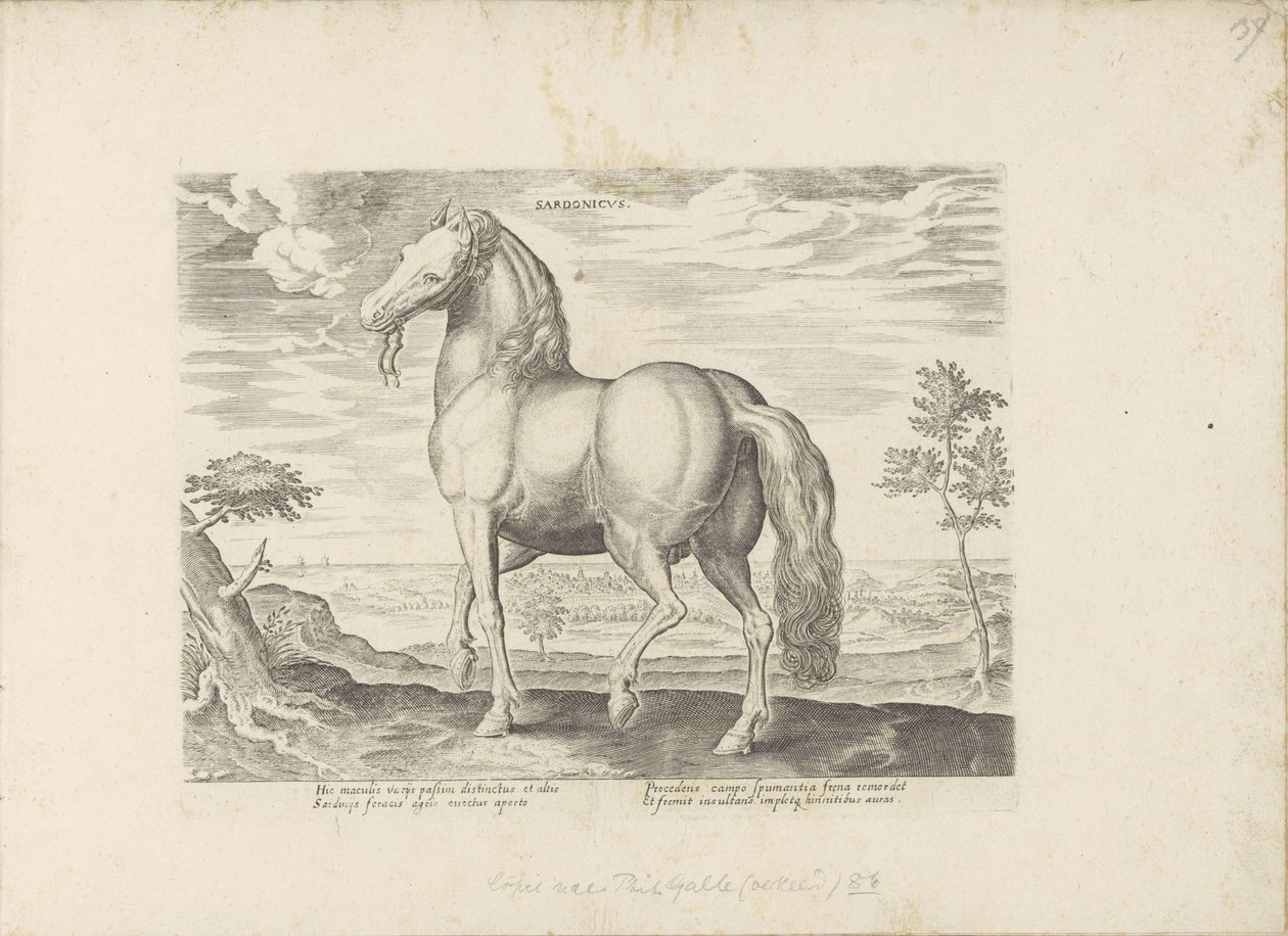 بارد من سردينيا Sardonicus (العنوان على الكائن) Paardenrassen uit de Koninklijke stallen van Don Juan van Oostenrijk (عنوان المسلسل) الحصان الذي فيه جميع أنواع النبلاء: تم اختيار سلوك خيول متميز من مختلف بقاع العالم (...) (عنوان المسلسل على بواسطة مجهول