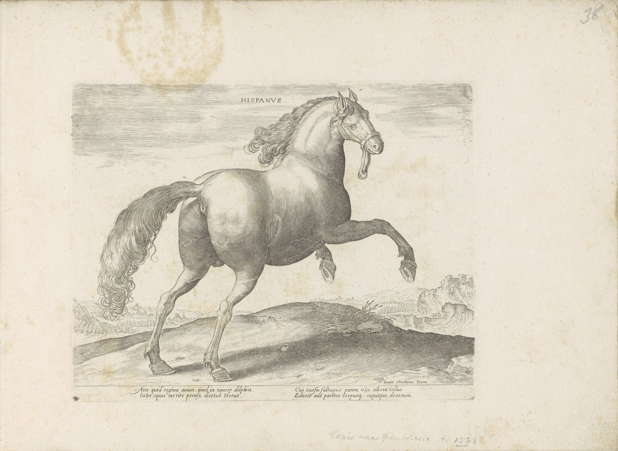 Paard uit Spanje الإسبانية (العنوان على الكائن) Paardenrassen uit de Koninklijke stallen van Don Juan van Oostenrijk (عنوان المسلسل) الحصان الذي فيه جميع أنواع النبلاء: تم اختيار سلوك خيول متميز من مختلف أنحاء العالم (...) (عنوان المسلسل على الهدف بواسطة مجهول