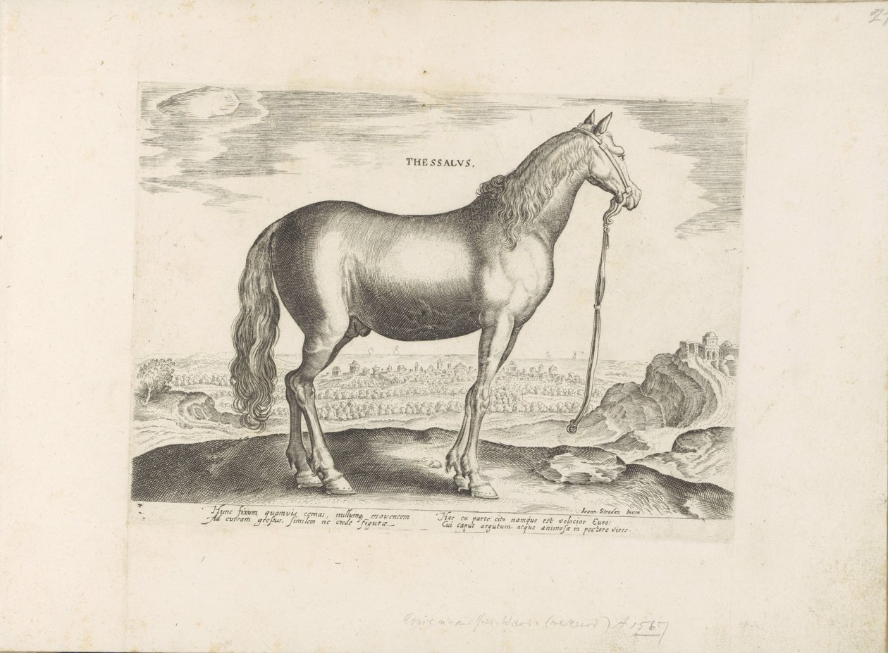 Paard uit Thessalië ثيساليا (العنوان على الكائن) Paardenrassen uit de Koninklijke stallen van Don Juan van Oostenrijk (عنوان المسلسل) الحصان الذي فيه جميع أنواع النبلاء: تم اختيار سلوك خيول متميز من مختلف بقاع العالم (...) (عنوان المسلسل على بواسطة مجهول