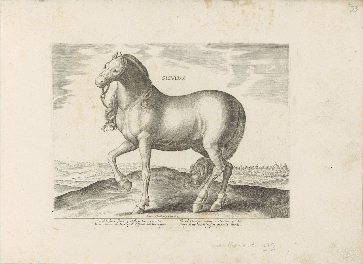 بارد فان سيسيلي Siculus (العنوان على الكائن) Paardenrassen uit de Koninklijke stallen van Don Juan van Oostenrijk (عنوان المسلسل) الحصان الذي فيه جميع أنواع النبلاء: تم اختيار سلوك خيول متميز من مختلف أنحاء العالم (...) (عنوان المسلسل على الهدف بواسطة مجهول