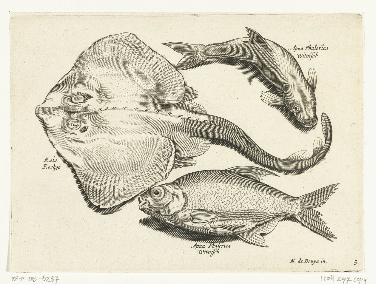 Ray ، bream ، والسمك الأبيض Libelivs varia Genera piscium complectens (عنوان السلسلة) أسماك المياه العذبة والأسماك البحرية والضفادع والقشريات والمخلوقات البحرية (عنوان السلسلة) بواسطة مجهول