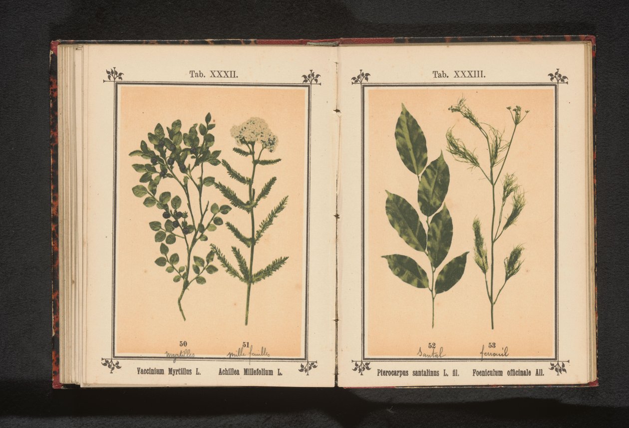 خشب الصندل الأحمر وبهارات الشمر Pterocarpus santalinus L. fil. Foeniculum officinale Al .. (العنوان على الكائن) بواسطة مجهول