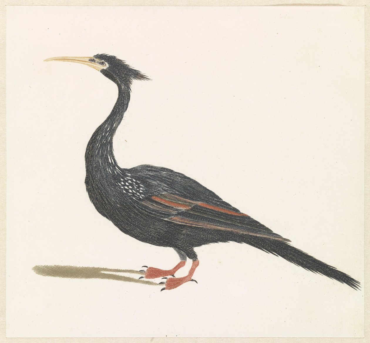 Slangenhalsvogel بواسطة مجهول