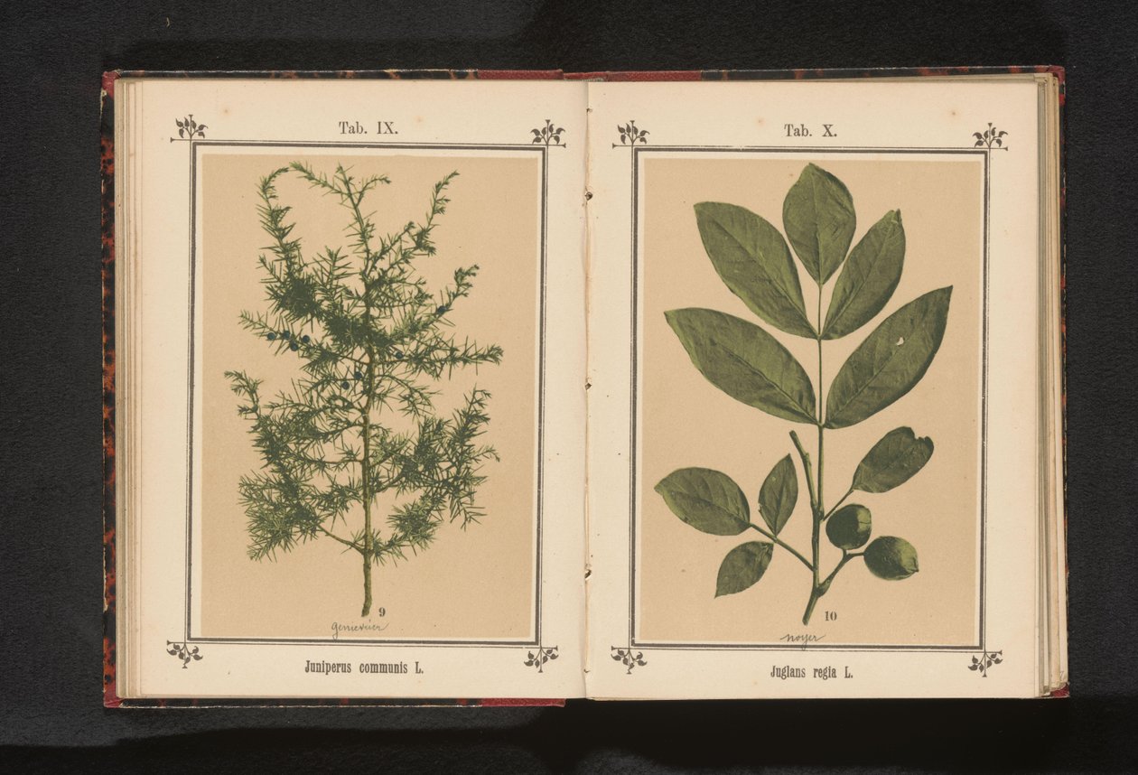 فرع من العرعر Juniperus communis L. (العنوان على الكائن) بواسطة مجهول
