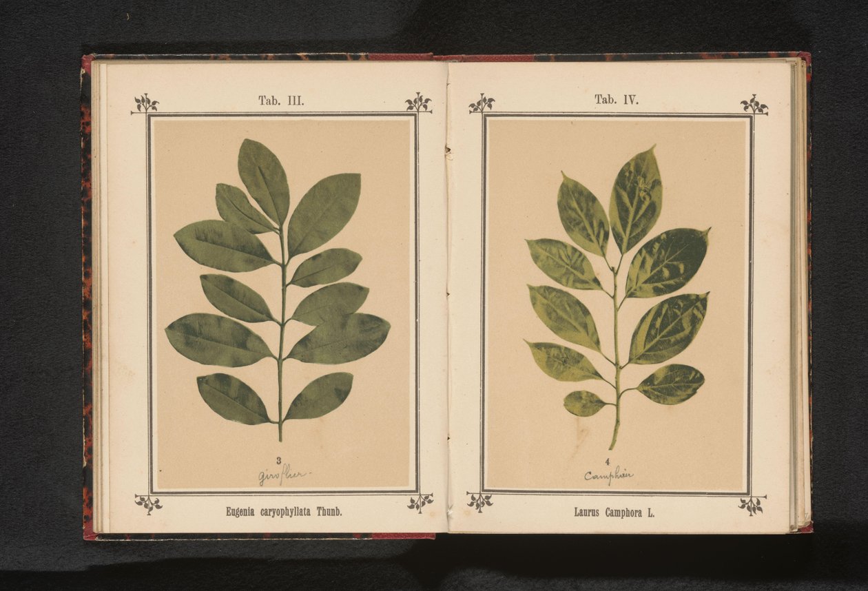 فرع شجرة كافور Laurus Camphora L. (العنوان على الكائن) بواسطة مجهول