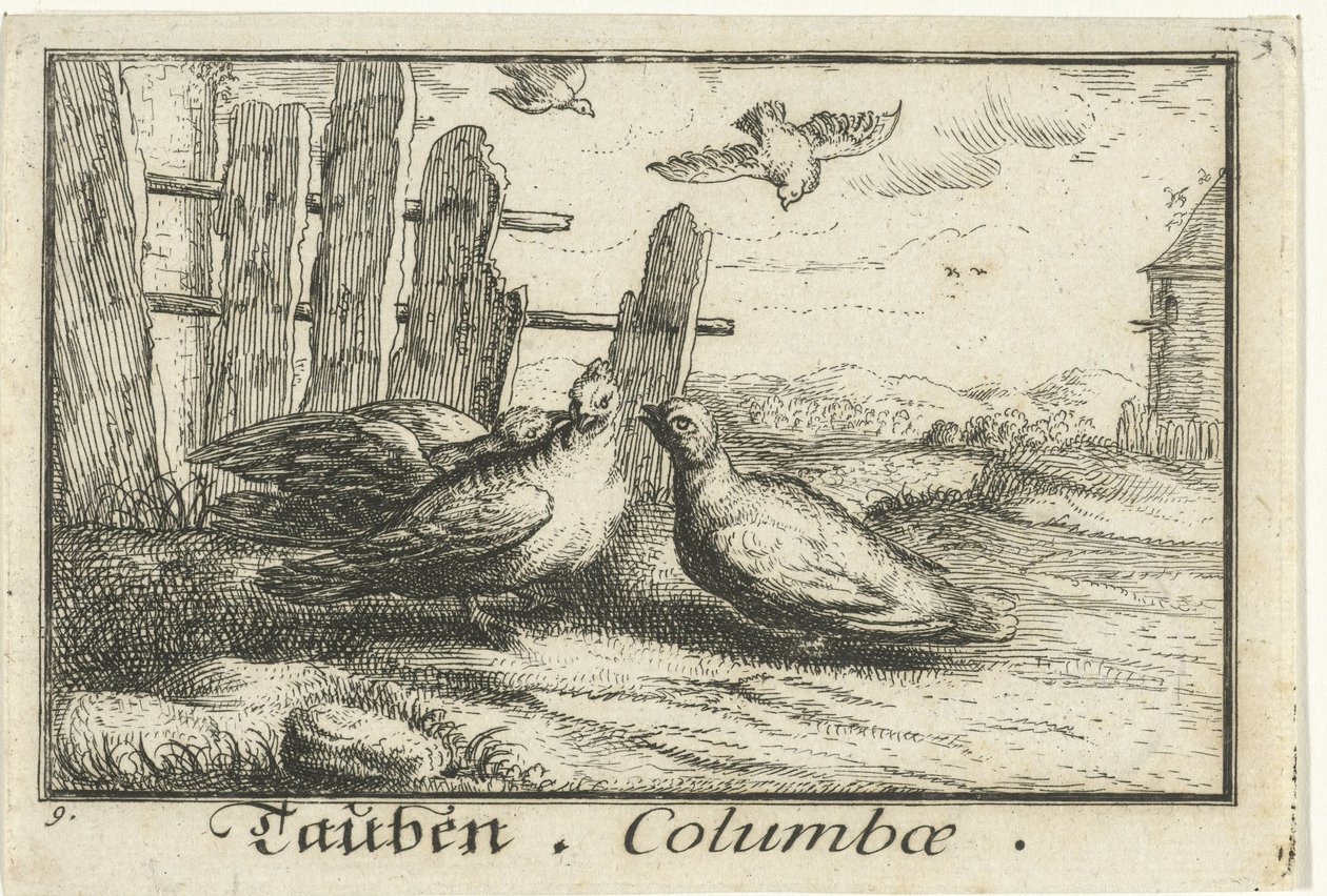 حمامان عند السياج Tauben ، Columbae (العنوان على الكائن) بواسطة مجهول