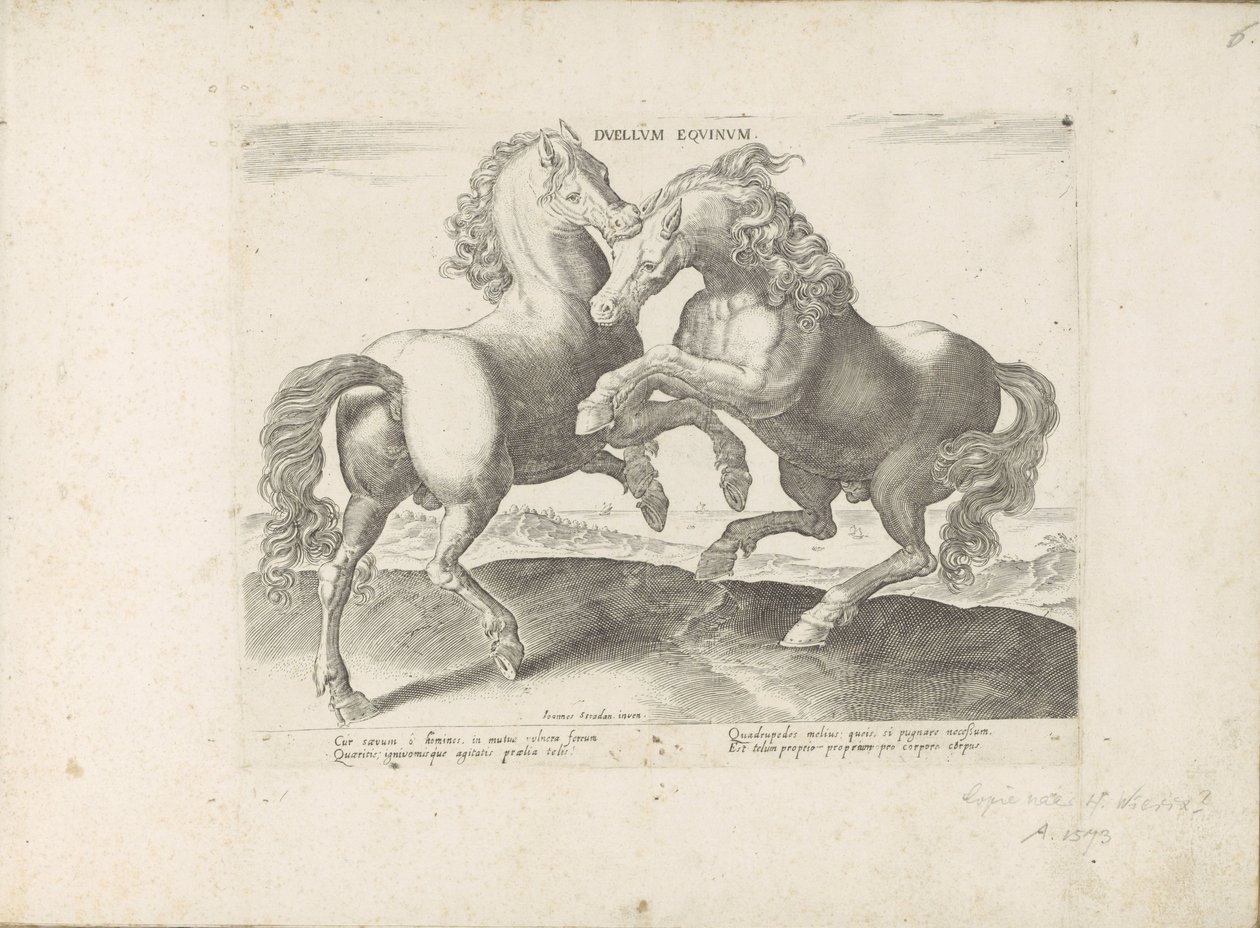 Twee vechtende paarden Duellum Equinum (العنوان على الكائن) الخيول ، حيث يتم اختيار جميع أنواع النبلاء: سلوك الخيول المتميز من مختلف أنحاء العالم (...) (عنوان السلسلة على الكائن) بواسطة مجهول