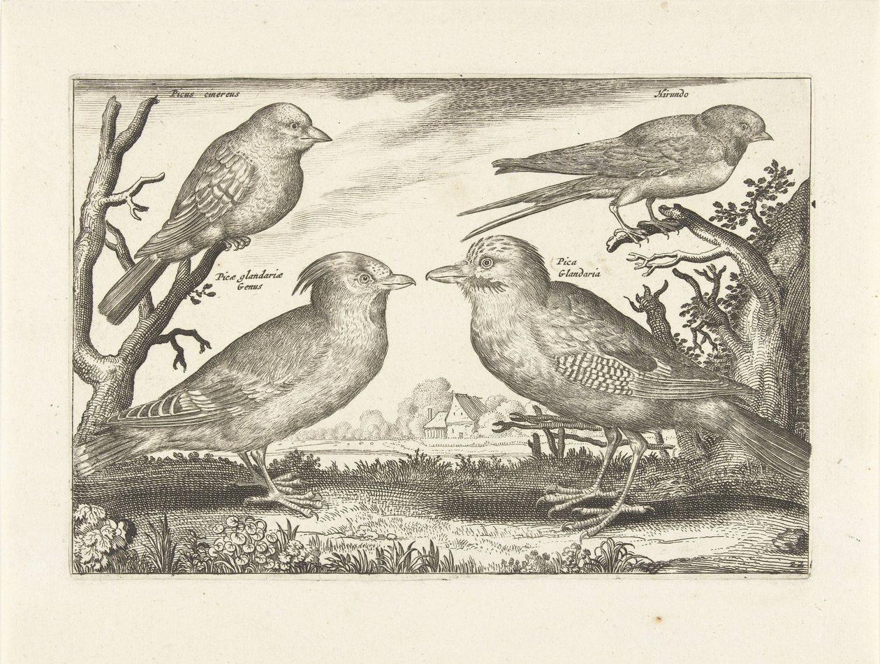أربعة طيور الطيور (عنوان السلسلة) Avium Vivae (عنوان المسلسل) بواسطة مجهول