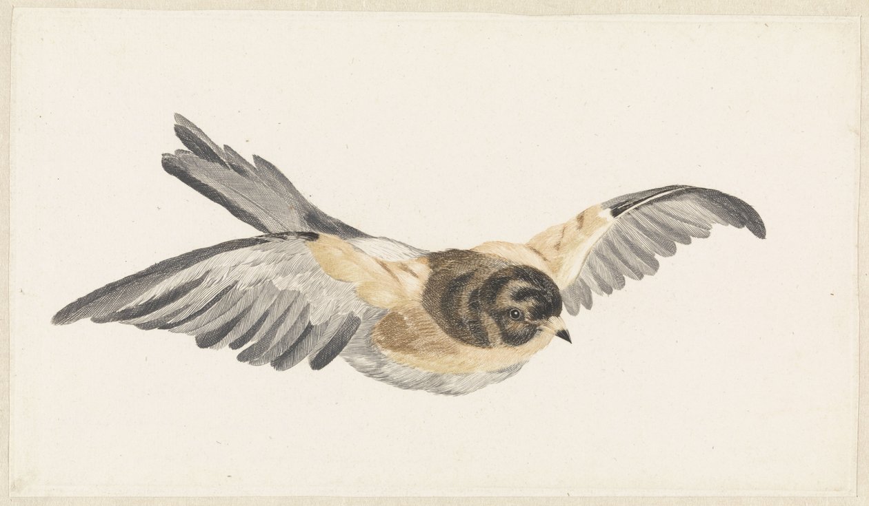 Vliegende Keep (Fringilla montifringilla) بواسطة مجهول