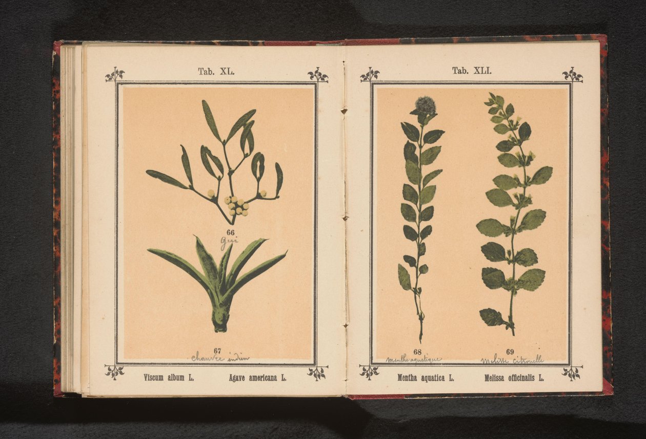 بلسم النعناع والليمون النعناع المائي L. Melissa officinalis L. (العنوان على الكائن) بواسطة مجهول