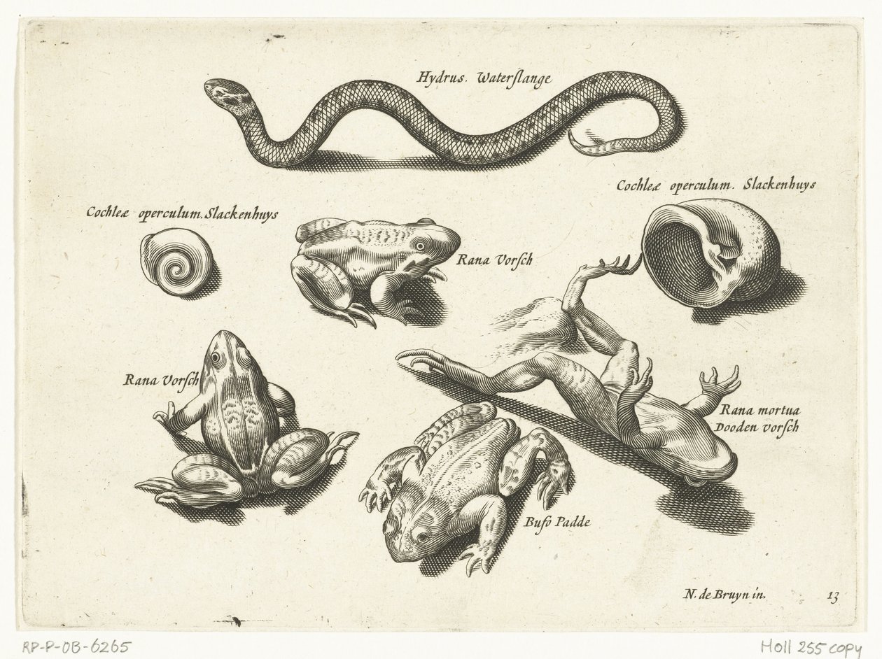 ثعبان الماء والضفادع والضفادع Libelivs varia Genera piscium complectens (عنوان السلسلة) أسماك المياه العذبة والأسماك البحرية والضفادع والقشريات والمخلوقات البحرية (عنوان السلسلة) بواسطة مجهول