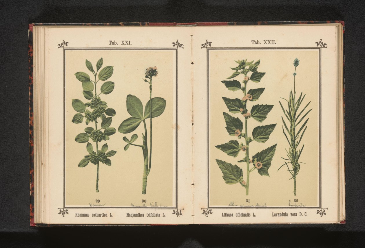 أوراق الوتد ووتردري Rhamnus cathartica L. Menyanthes trifoliata L. (العنوان على الكائن) بواسطة مجهول
