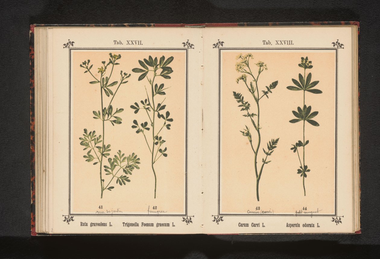 Wijnruit en fenegriek Ruta gravolens L. Trigonella Foenum graecum L. (العنوان على الكائن) بواسطة مجهول