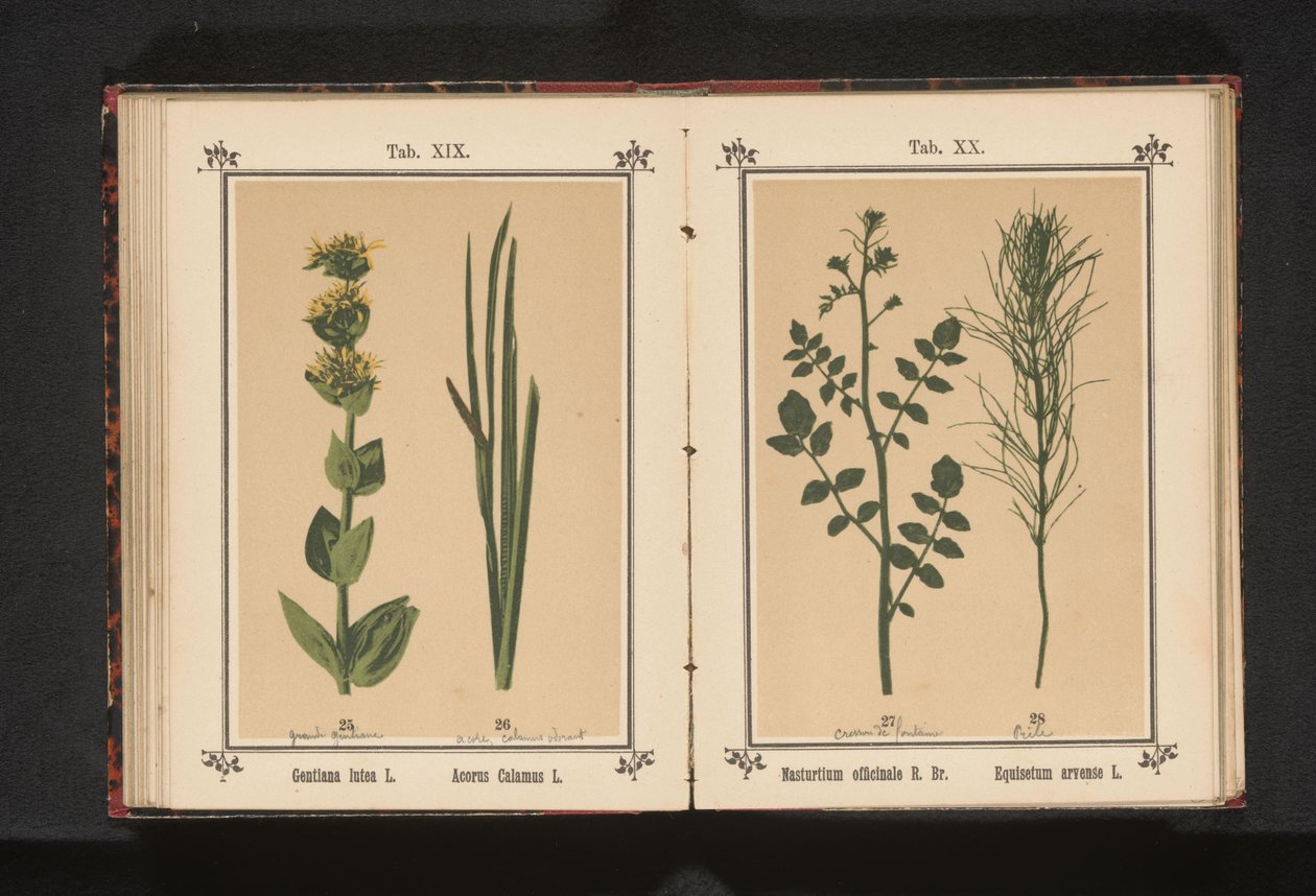 الجرجير الأبيض وذيل الحصان Nasturtium officinale R. Br. Equisetum arvense L. (العنوان على الكائن) بواسطة مجهول