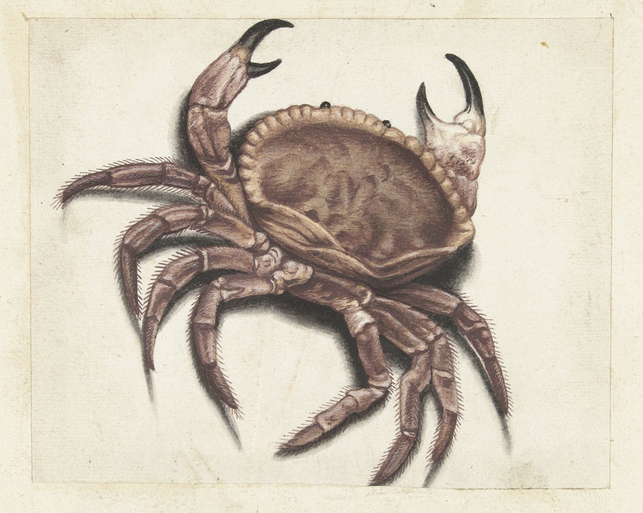 ألبوم Sea crab Lombard (عنوان السلسلة) بواسطة مجهول