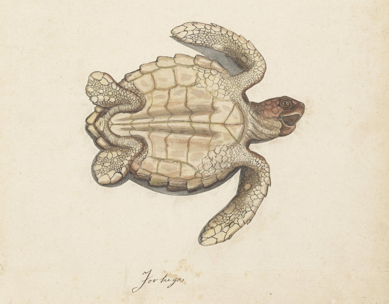 Turtle Tortugas (عنوان على الكائن) ألبوم Lombard (عنوان السلسلة) بواسطة مجهول