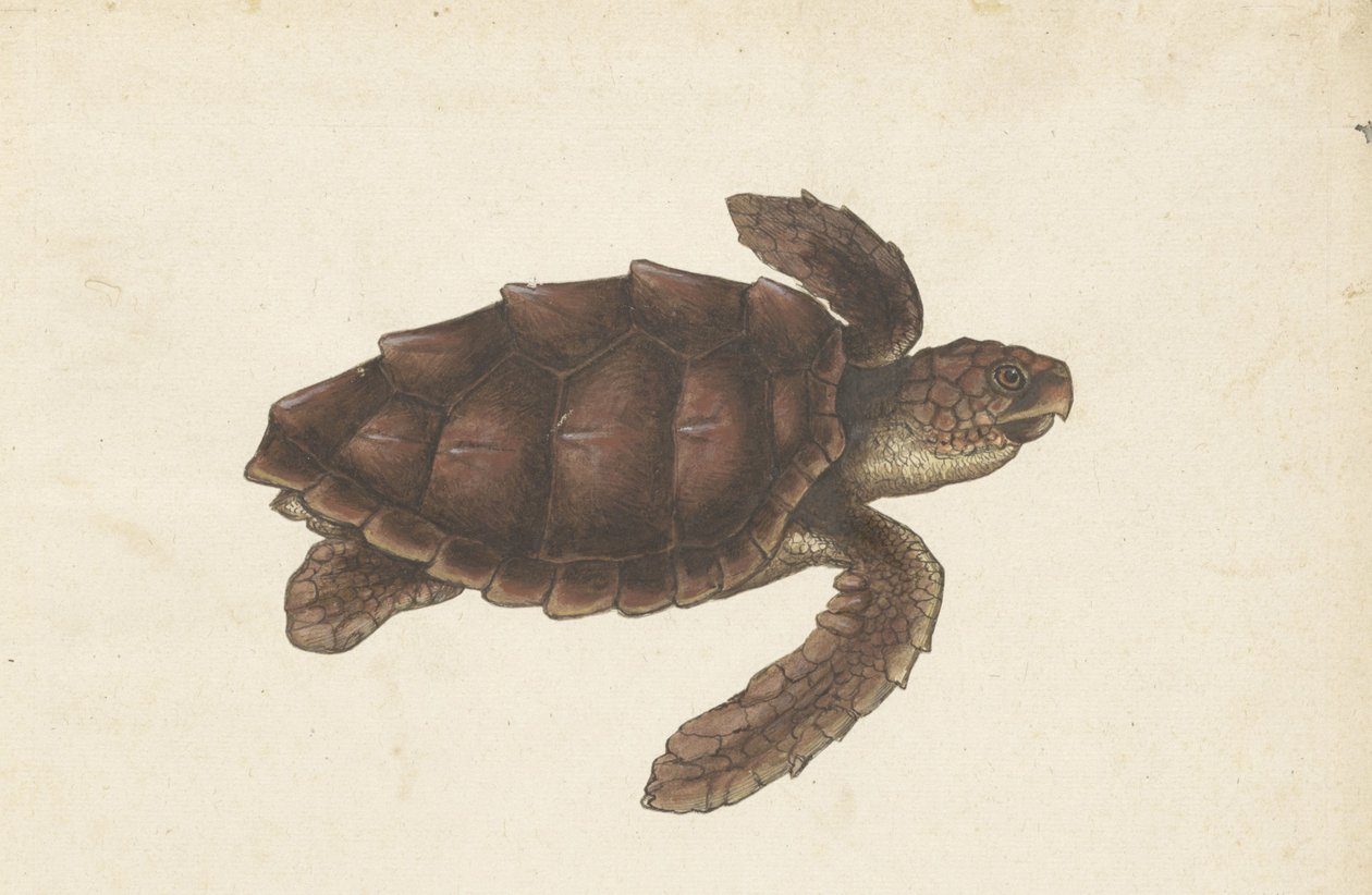 Zeeschildpad Tortugas - Eretmochelys imbricata / Hawksbill Turtle / karetschildpad (العنوان على الكائن) ألبوم لومبارد (عنوان المسلسل) بواسطة مجهول