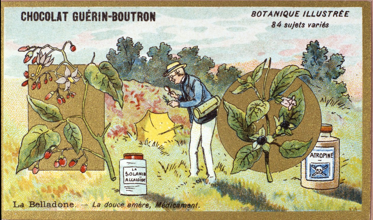 بلادونا: المر الحلو ، الدواء. النقش (كرومو). الطباعة الحجرية الملونة الإعلانية لشوكولاتة Guerin-Boutron ، أواخر القرن التاسع عشر. سلسلة Illustree النباتية. بواسطة مجهول مجهول