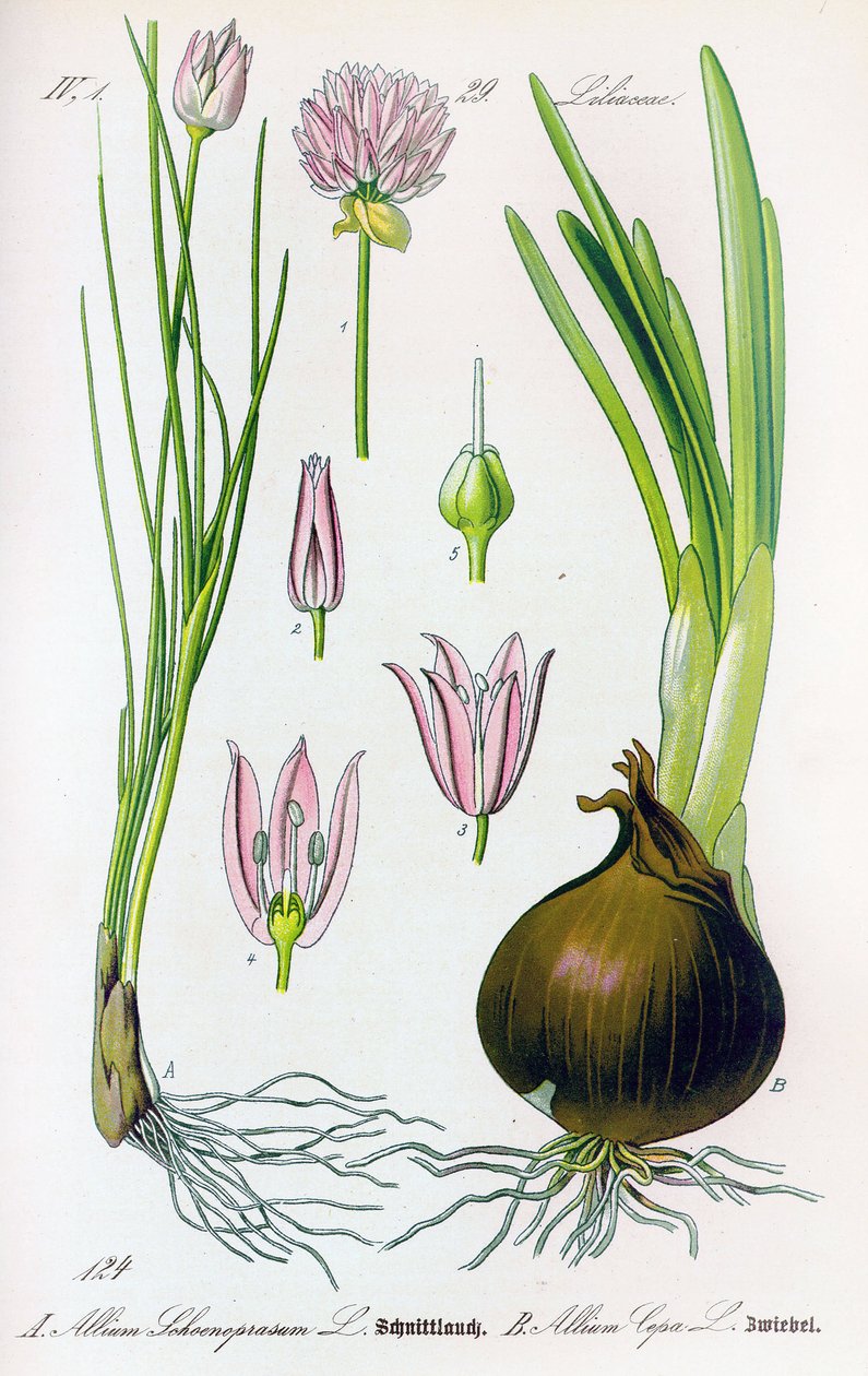 اللوح النباتي: Allium schoenoprasum (الثوم المعمر) و allium cepa (البصل). لوحة 29. مجموعة خاصة بواسطة مجهول مجهول