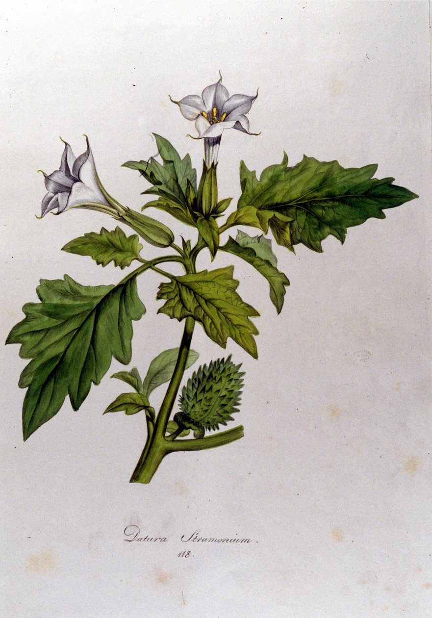 Botanical board: Datura Stramonium (Datura stramoine or stramoine officinale). Engraving in “Flora Monacensis” by Franz von Paula Schrank (1747-1835), German naturalist, Monaco 1816. بواسطة مجهول مجهول