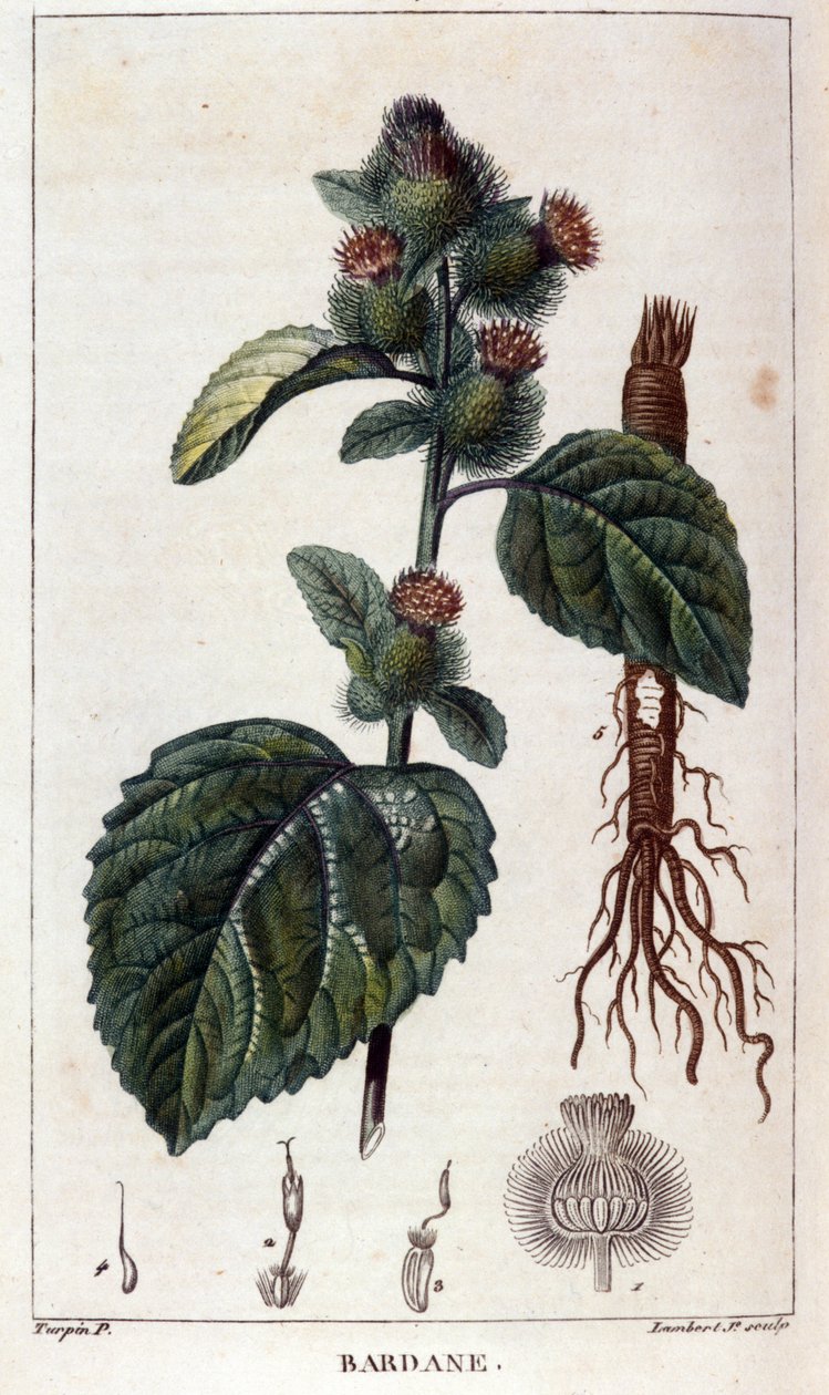 اللوح النباتي: الأرقطيون (arctium). النقش الملون في القرن التاسع عشر. بواسطة مجهول مجهول