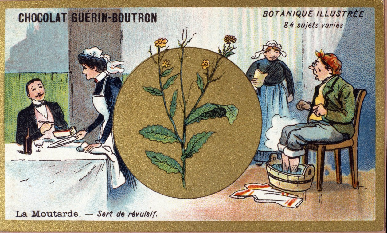 الخردل بمثابة مقرف. نقش (كرومو). الطباعة الحجرية الملونة الإعلانية لشوكولاتة Guerin-Boutron ، أواخر القرن التاسع عشر. سلسلة Illustree النباتية. بواسطة مجهول مجهول