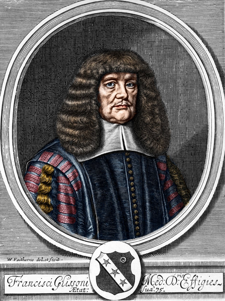 صورة لفرانسيس جليسون (1599-1677) طبيب بريطاني وعالم تشريح. بواسطة مجهول مجهول