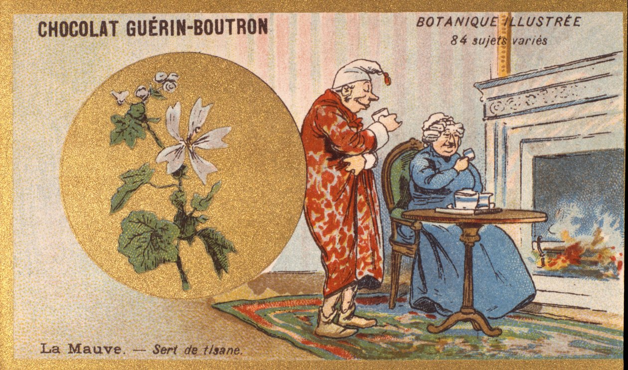 الأرجواني هو شاي عشبي. النقش (كرومو). الطباعة الحجرية الملونة الإعلانية لشوكولاتة Guerin-Boutron ، أواخر القرن التاسع عشر. سلسلة Illustree النباتية. بواسطة مجهول مجهول