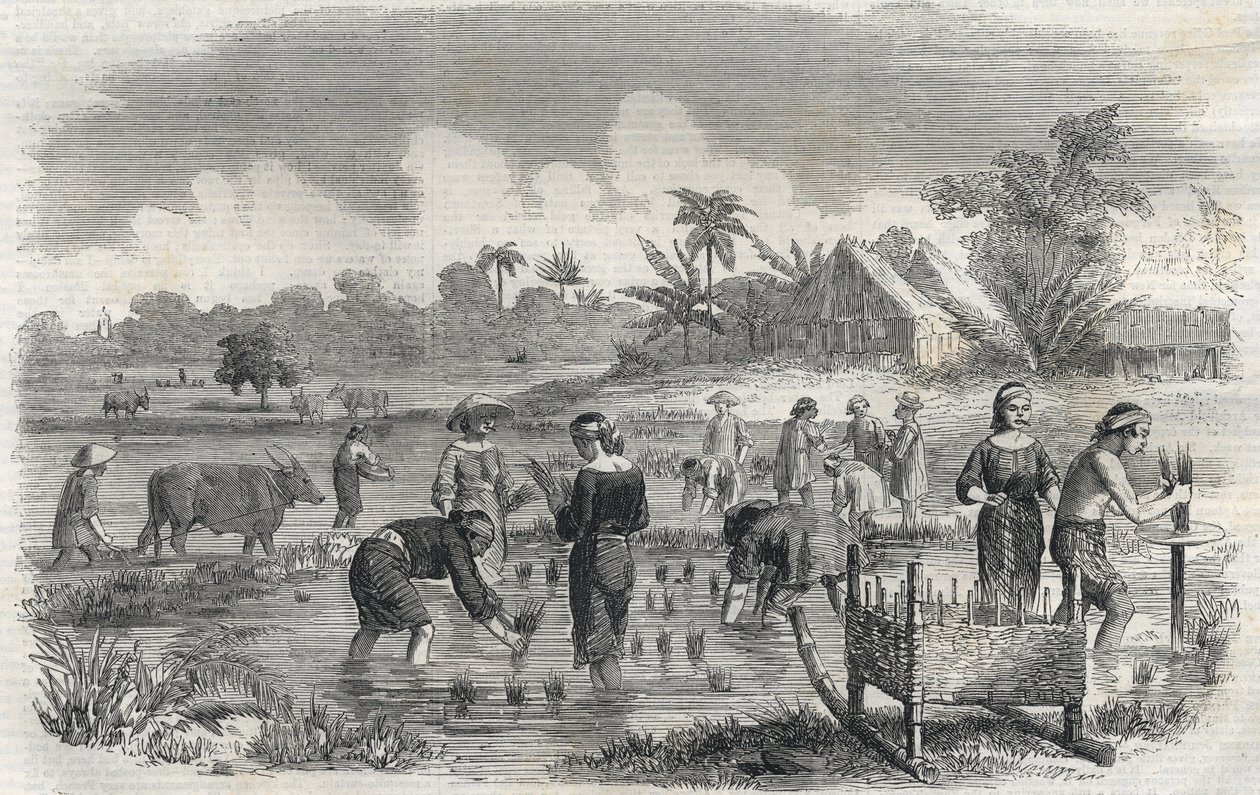 زراعة الأرز في مانيلا (مانيلا) بالفلبين عام 1864. (زراعة الأرز في مانيلا) نقش مجهول. مجموعة خاصة. بواسطة مجهول مجهول