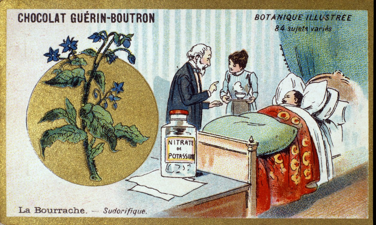 لسان الثور معرق. النقش (كرومو). الطباعة الحجرية الملونة الإعلانية لشوكولاتة Guerin-Boutron ، أواخر القرن التاسع عشر. سلسلة Illustree النباتية. بواسطة مجهول مجهول