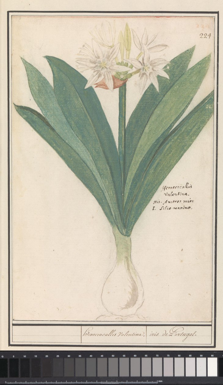 أمارلس (Hippeastrum) هيروموكاليس فالنتينا / قزحية من البرتغال (العنوان على الكائن) بواسطة Anselmus Boëtius de Boodt