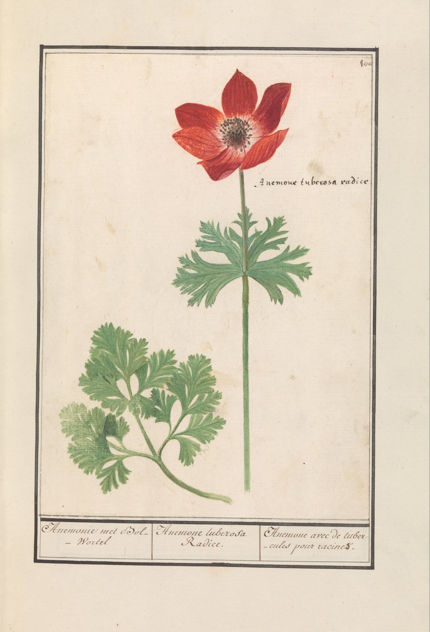 شقائق النعمان (شقائق النعمان) شقائق النعمان التقى Bol-Wortel / Anemone tuberosa Radice. / شقائق النعمان مع درنات للجذور (العنوان على الكائن) بواسطة Anselmus Boëtius de Boodt